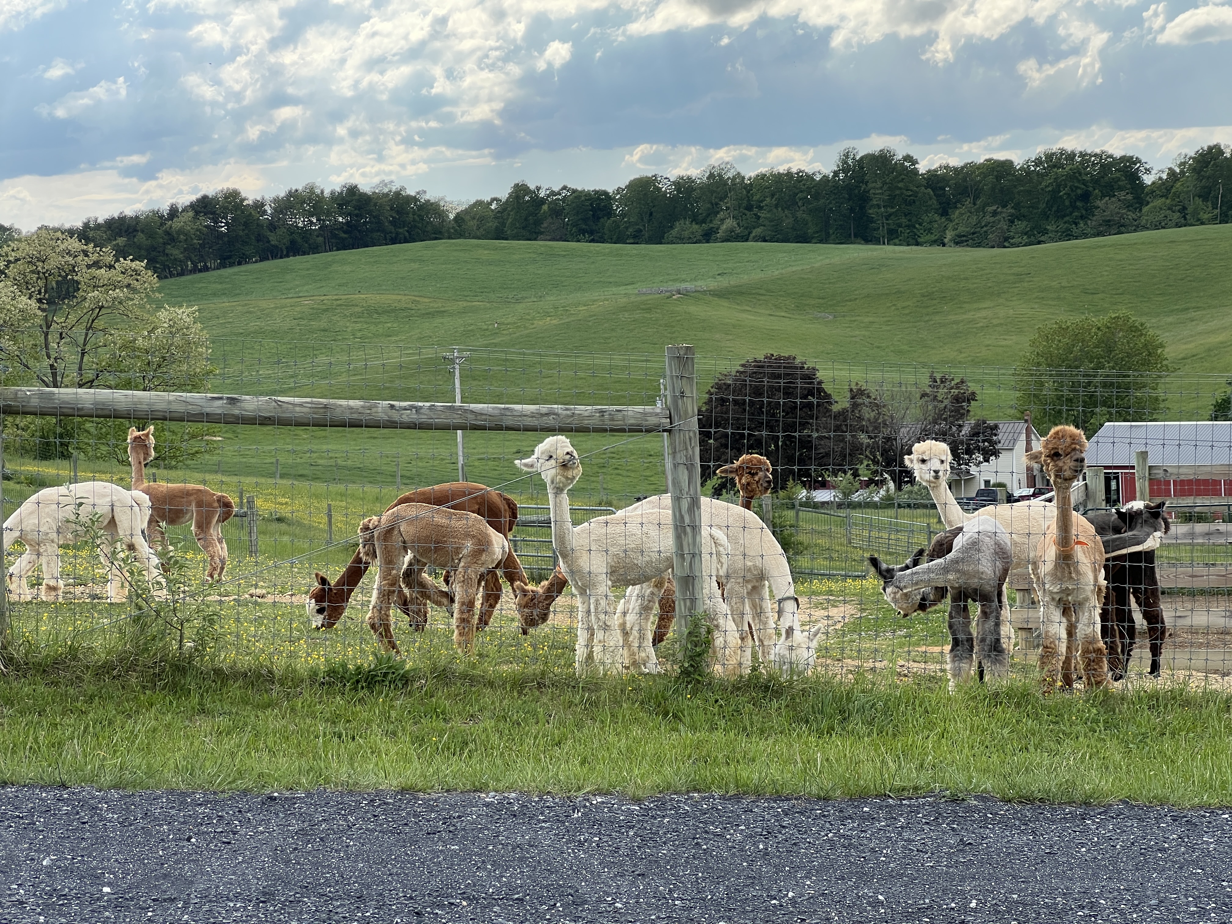 ./2025/04 - Virginia Creeper/IMG_5607.JPG